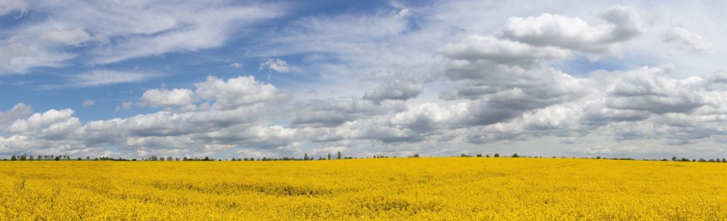 Meer aus Raps / sea of rapeseed