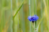 Kornblume, 07.06.2012, Rügen © by akkifoto