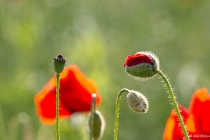 Mohn, 13.06.2012, Rügen © by akkifoto