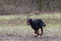 Gordon Setter unterwegs, Hannover, 03.02.2013 © by akkifoto.de