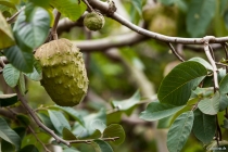 Annona (Zuckerapfel), Levada Nova, Madeira, 2013 © by akkifoto.de