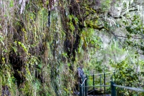 Levada Do Caldeirão Verde, Madeira, 04.03.2013 © by akkifoto.de