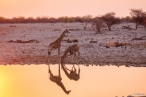 Waterhole Camp Okaukejo, Oshana, 11.10.2013 © by akkifoto.de