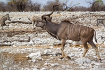 Etosha Pan, Oshikoto, 12.10.2013 © by akkifoto.de