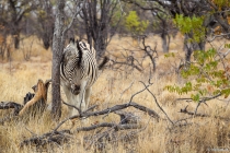 Etosha Pan, Oshikoto, 12.10.2013 © by akkifoto.de