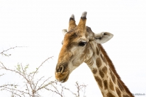 Giraffe im Etosha NP, Oshikoto, 12.10.2013 © by akkifoto.de