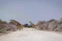 Giraffen im Etosha NP, Oshikoto, 12.10.2013 © by akkifoto.de