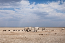 Nebrownii Waterhole, Oshikoto, 12.10.2013 © by akkifoto.de