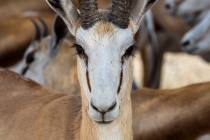 Springbock, Oshikoto, 13.10.2013 © by akkifoto.de