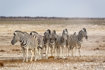 Zebras am Nebrownii Waterhole, Oshikoto, 13.10.2013 © by akkifoto.de