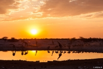 At the Waterhole, Camp Okaukejo, Oshana, 13.10.2013 © by akkifoto.de