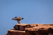 Junger Adler, Twyfelfontein, Kunene, 16.10.2013 © by akkifoto.de