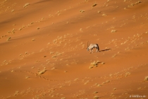 Gemsbock, Dead Vlei, Hardap, 21.10.2013 © by akkifoto.de