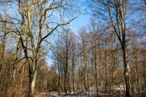 "curved", Kleiner Deister, Niedersachsen, 08.02.2015 © by akkifoto.de