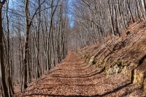 "Descent", NSG Süntel, Niedersachsen, 08.03.2015 © by akkifoto.de