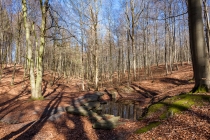 Blutbachquelle, NSG Süntel, Niedersachsen, 08.03.2015 © by akkifoto.de