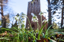 Schneeglöckchen, Vilmnitz, Deutschland, 26.03.2016 © by akkifoto.de