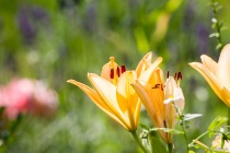 Uelzen, Niedersachsen, 18.06.2019 © by akkifoto.de