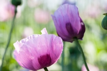 Mohn, Region Hannover, 14.06.2021 © by akkifoto.de