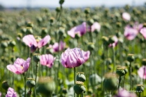 Mohn, Region Hannover, 14.06.2021 © by akkifoto.de