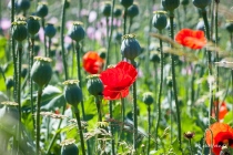 Mohn, Region Hannover, 14.06.2021 © by akkifoto.de