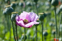 Mohn, Region Hannover, 14.06.2021 © by akkifoto.de