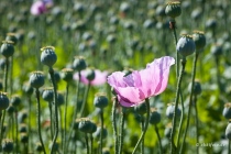 Mohn, Region Hannover, 14.06.2021 © by akkifoto.de