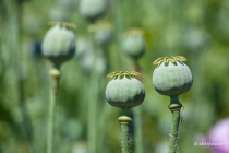 Mohn, Region Hannover, 14.06.2021 © by akkifoto.de