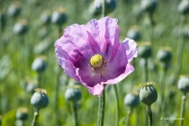 Mohn, Region Hannover, 14.06.2021 © by akkifoto.de