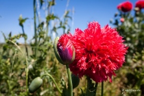 Mohn, Region Hannover, 14.06.2021 © by akkifoto.de