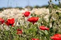 Mohn, Region Hannover, 14.06.2021 © by akkifoto.de