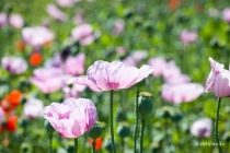 Mohn, Region Hannover, 14.06.2021 © by akkifoto.de