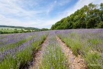 Lavendel, Fromhausen, 26.06.2021 © by akkifoto.de