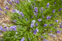 Lavendel, Fromhausen, 26.06.2021 © by akkifoto.de