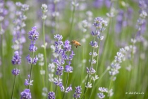 Lavendel, Fromhausen, 26.06.2021 © by akkifoto.de