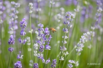 Lavendel, Fromhausen, 26.06.2021 © by akkifoto.de