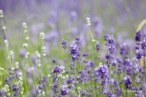 Lavendel, Fromhausen, 26.06.2021 © by akkifoto.de