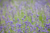 Lavendel, Fromhausen, 26.06.2021 © by akkifoto.de