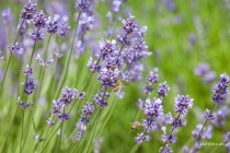 Lavendel, Fromhausen, 26.06.2021 © by akkifoto.de