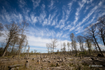 Reinhardswald, Hann. Münden, Niedersachsen, Deutschland, 17. April 2022 © by akkifoto.de