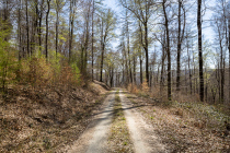 Reinhardswald, Hann. Münden, Niedersachsen, Deutschland, 17. April 2022 © by akkifoto.de