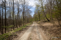 Reinhardswald, Hann. Münden, Niedersachsen, Deutschland, 17. April 2022 © by akkifoto.de