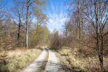 Reinhardswald, Hann. Münden, Niedersachsen, Deutschland, 17. April 2022 © by akkifoto.de