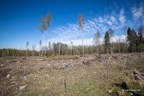 Reinhardswald, Hann. Münden, Niedersachsen, Deutschland, 17. April 2022 © by akkifoto.de