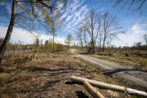 Reinhardswald, Hann. Münden, Niedersachsen, Deutschland, 17. April 2022 © by akkifoto.de