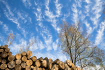 Reinhardswald, Hann. Münden, Niedersachsen, Deutschland, 17. April 2022 © by akkifoto.de