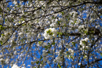 Es blüht, Hann. Münden, Niedersachsen, Deutschland, 17. April 2022 © by akkifoto.de