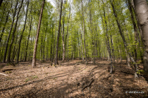 Niesetalweg, Nordrhein-Westfalen, Deutschland, 17. April 2022 © by akkifoto.de