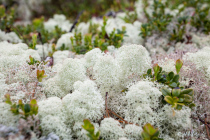 Ridderspranget, Jotunheimen-Nationalpark, Oppland, Østlandet, Norwegen, 25. Juni 2019 © by akkifoto.de